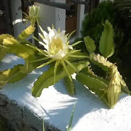 Sourmeli Garden Hotel Mykonos Town