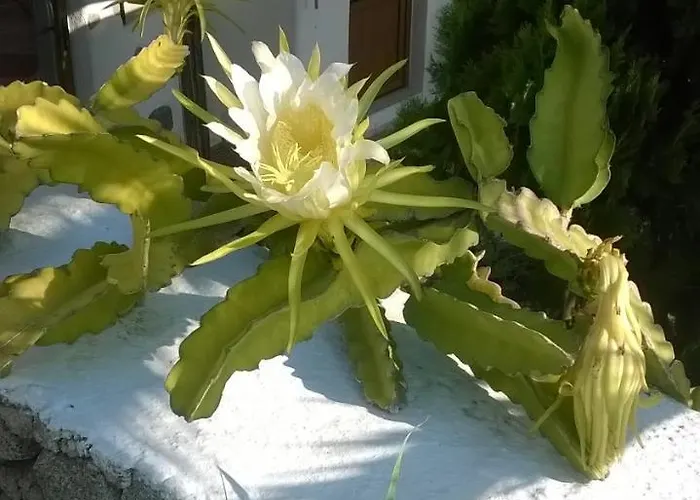 Sourmeli Garden Hotell Mykonos Town